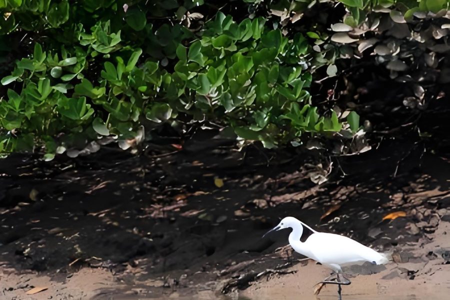 6 Days 5 Nights Australia to Hainan Island: Tropical Discovery Tour