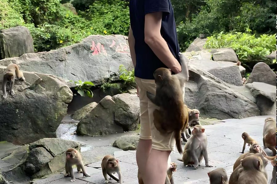 Hainan Lingshui Nanwan Monkey Island Travel Guide & Day Tour