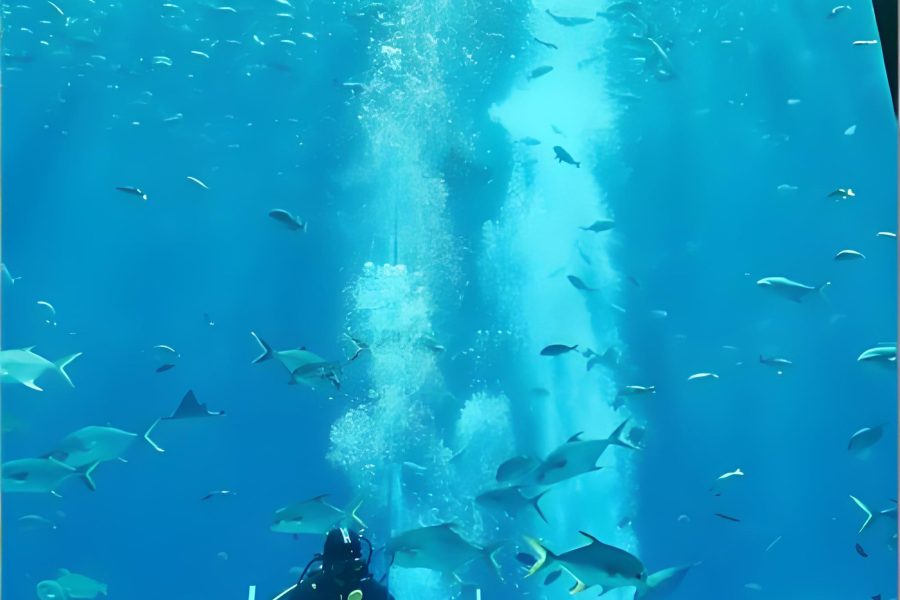 Sanya Atlantis The Lost Chambers Aquarium Package