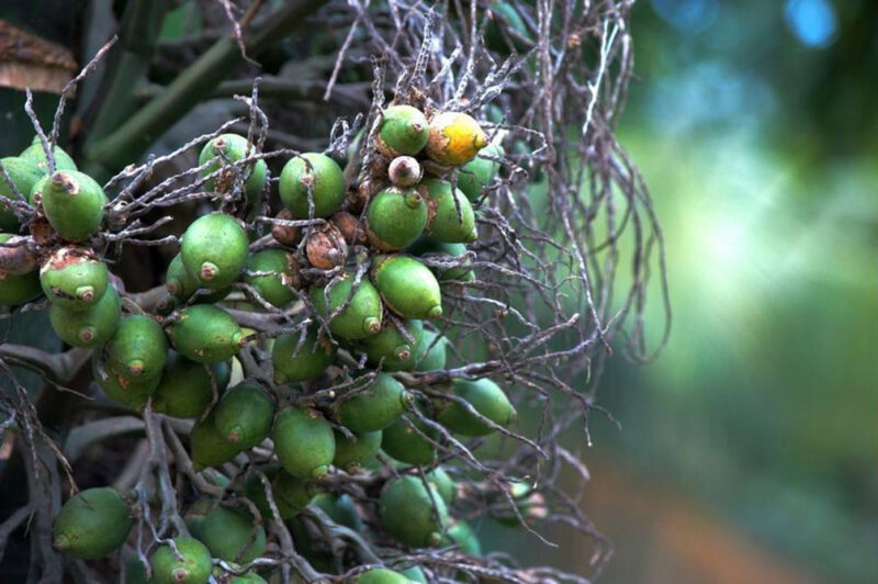 Butel-Nut