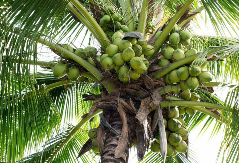 Coconut