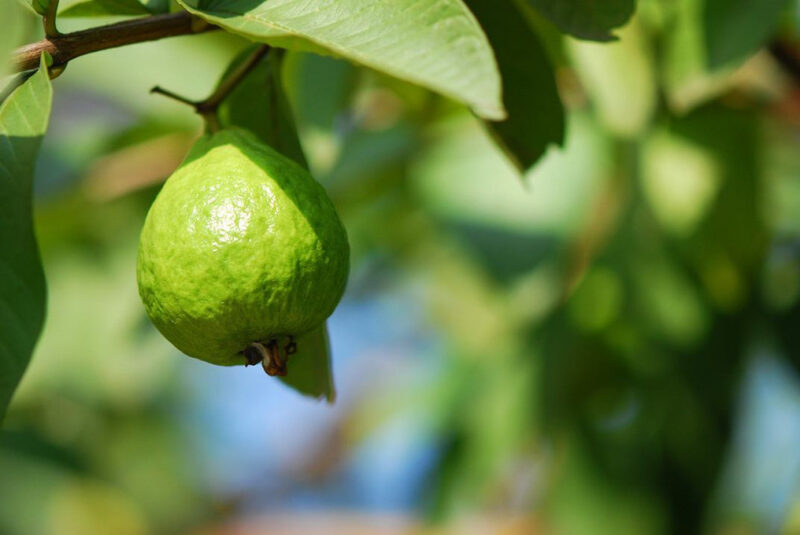 Guava