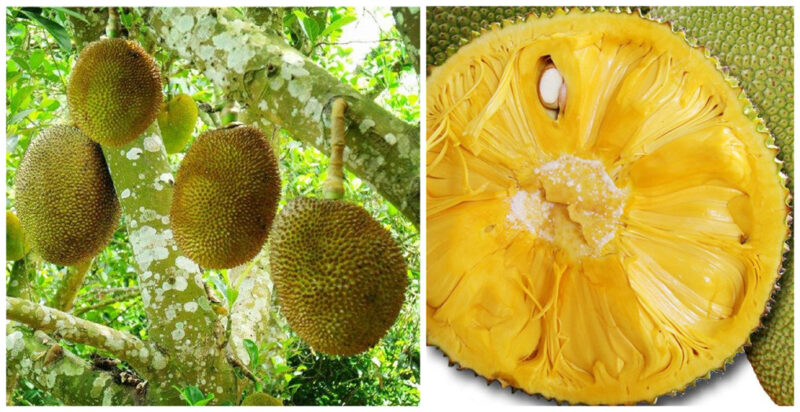 Jackfruit