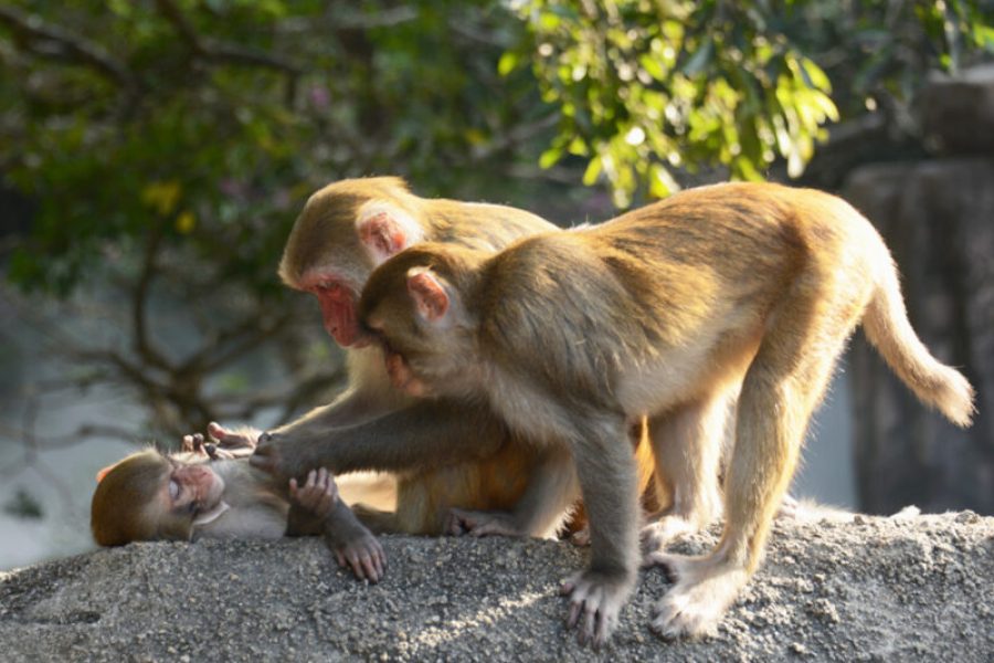 Monkey Island Lingshui Hainan