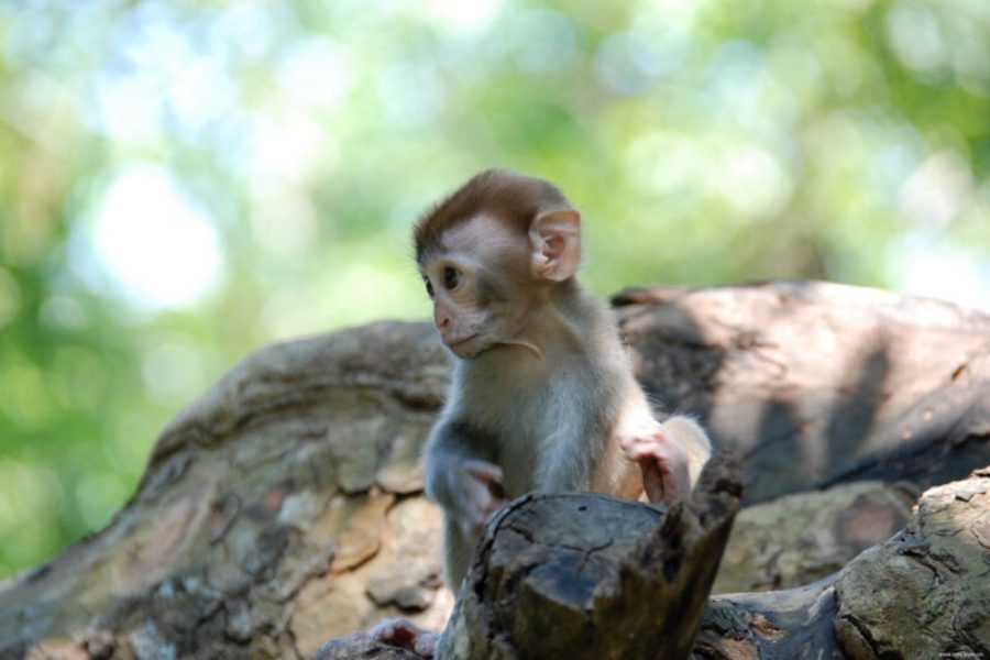 Monkey Island Lingshui Hainan5