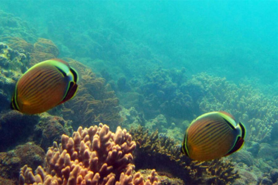 Scuba Diving Sanya Hainan9