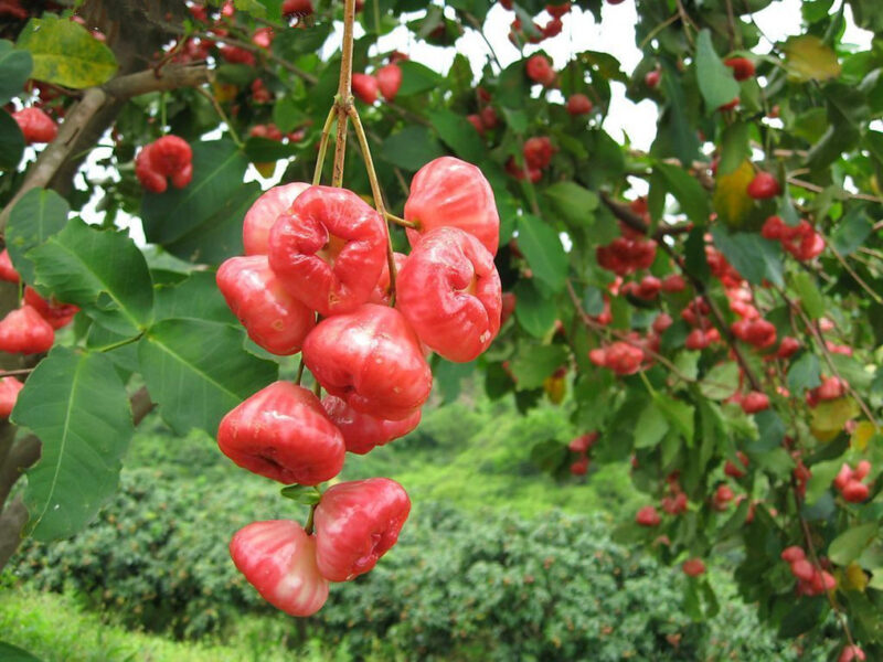 Wax apple