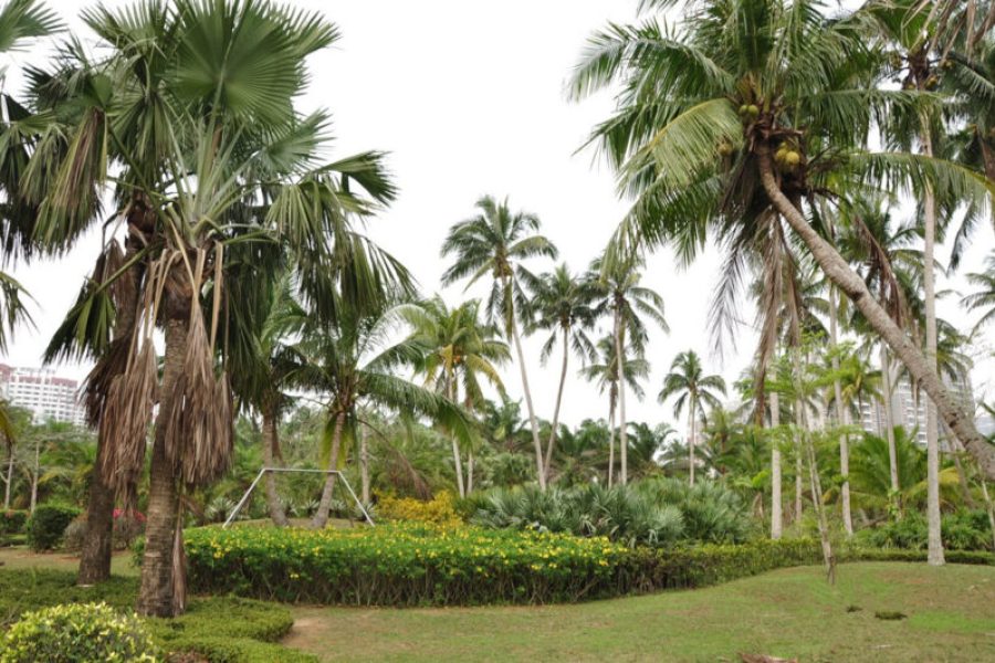 Wenchang Coconut Park Hainan Island